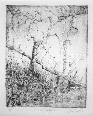 Tree Study of Birches A/P