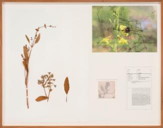 Seedboards 2. Borage