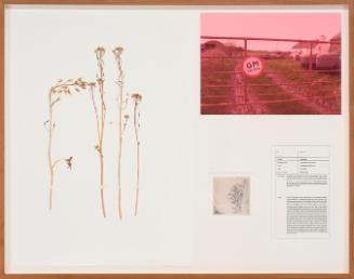 Seedboards 5. Purple Sprouting Broccoli