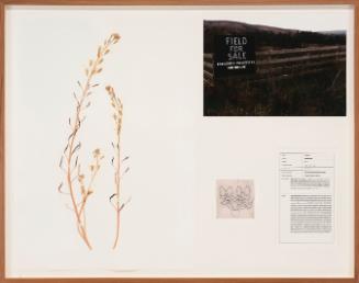 Seedboards 7. Turnip