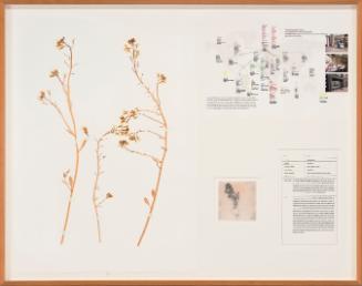 Seedboards 9. Radish