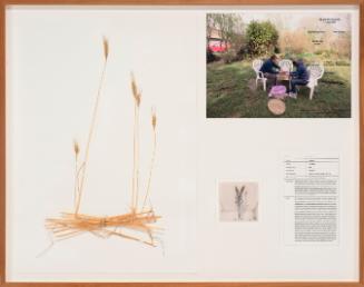Seedboards 10. Rye