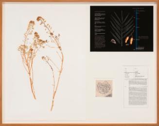 Seedboards 11. G.Cabbage